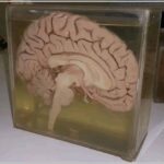 ¿Cuánta información puede almacenar el cerebro humano?